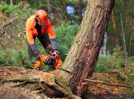 Pest Control for Lawns in Joshua Tree, CA