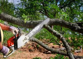 How Our Tree Care Process Works  in  Joshua Tree, CA