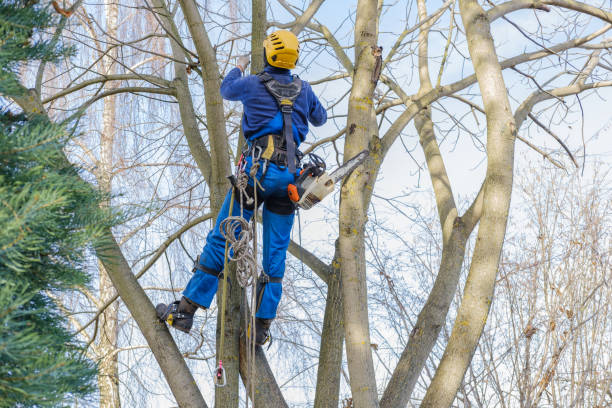 Best Tree Maintenance Programs  in Joshua Tree, CA