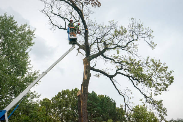 Trusted Joshua Tree, CA Tree Removal Services Experts